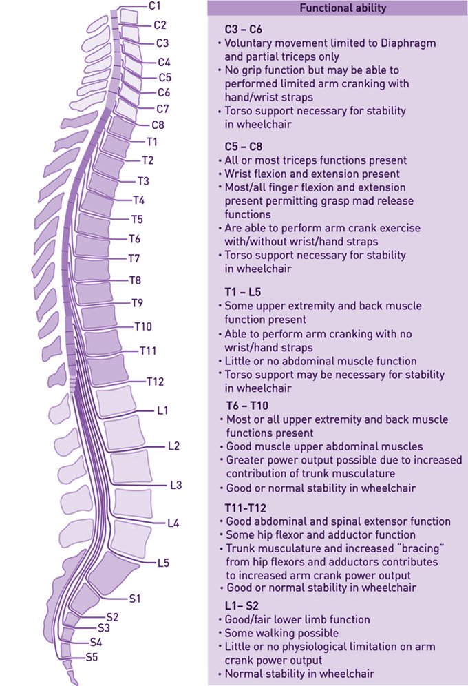 The Spinal Cord: Function Of The Spinal Cord